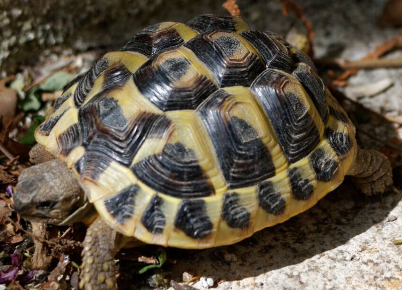 Que doit on donner à manger aux tortues hermann? Clinique vétérinaire Marseille