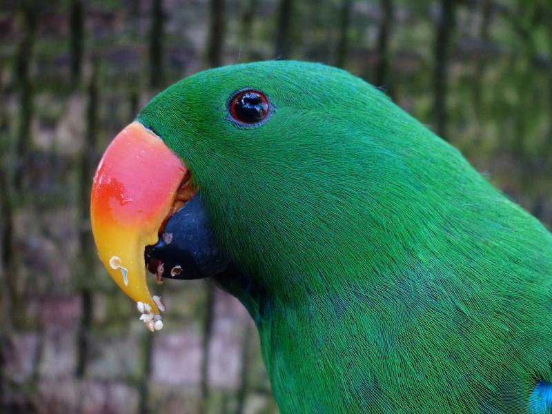 Réserver un vétérinaire en ligne à Marseille pour oiseaux exotiques